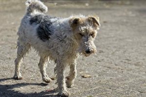 Le fox terrier en voie d'extinction