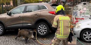 les pompiers délivrent un sanglier de sous une voiture