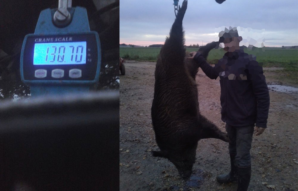 Il tue un sanglier de 130kg à la 222 rem. en protection des cultures