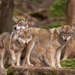 La chasse aux loups va démarrer le 1er décembre en Suisse