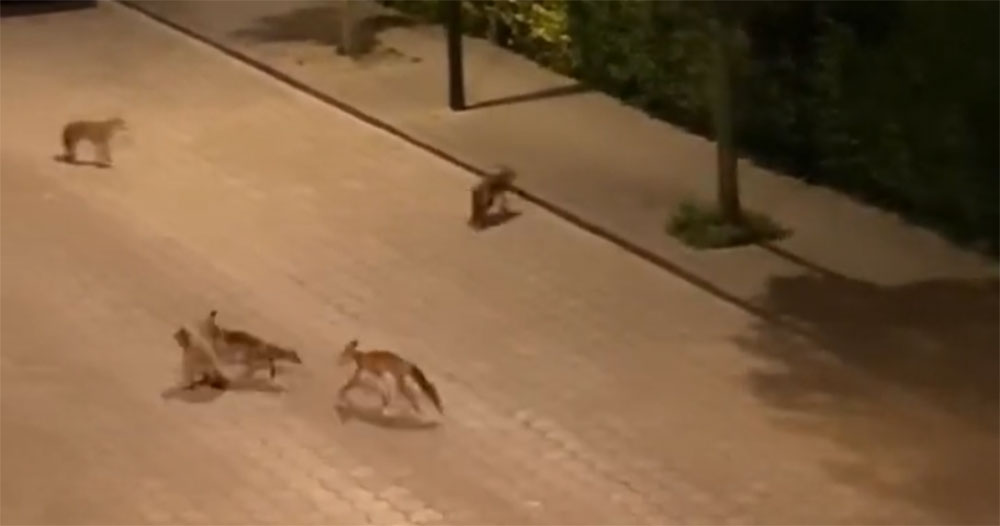 [Vidéo] 6 renards jouent bruyamment en pleine ville