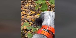 rencontre entre un setter et une bécasse