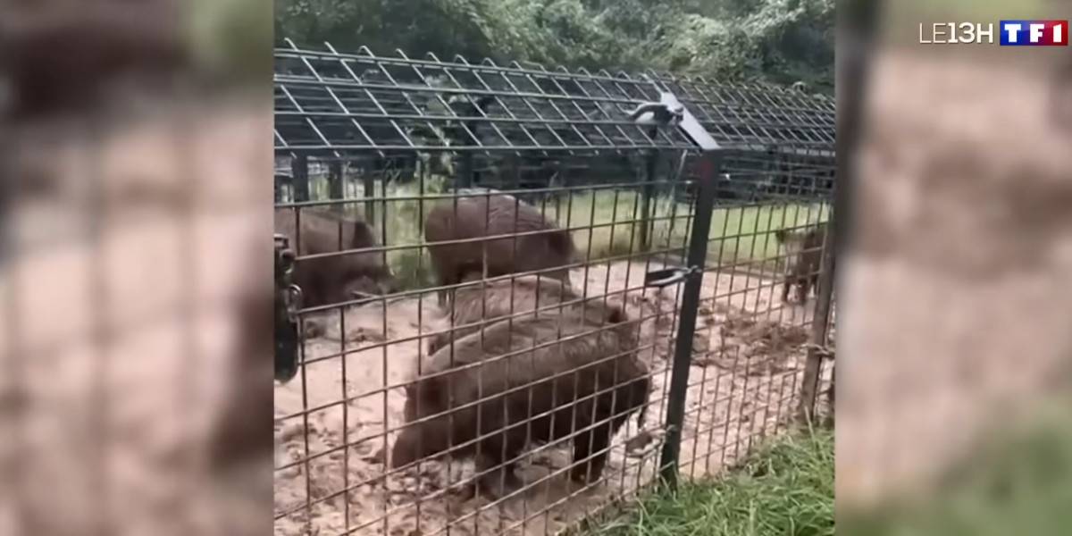 [Vidéo] « Les sangliers, le nouvel animal des villes », un reportage diffusé au 13h de TF1