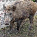 Un chasseur appelé pour abattre un sanglier dans les jardins d’un village du Bas-Rhin