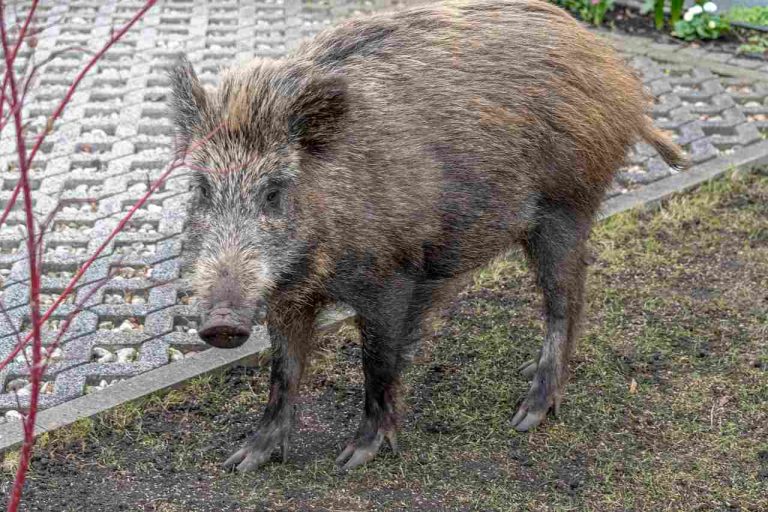 Un chasseur appelé pour abattre un sanglier dans les jardins d’un village du Bas-Rhin