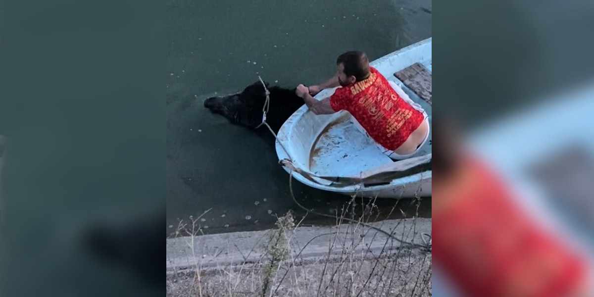 [Vidéo] Le sauvetage d’un gros sanglier coincé dans un canal