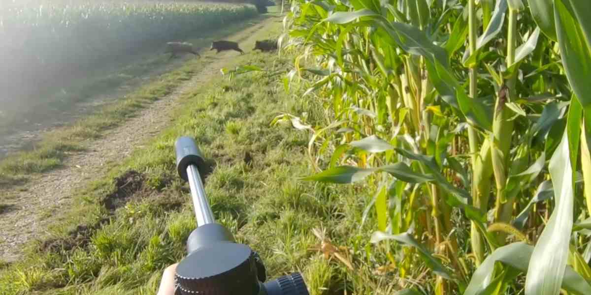 [Vidéo] Tir de sept sangliers lors d’une compilation de chasse au grand gibier