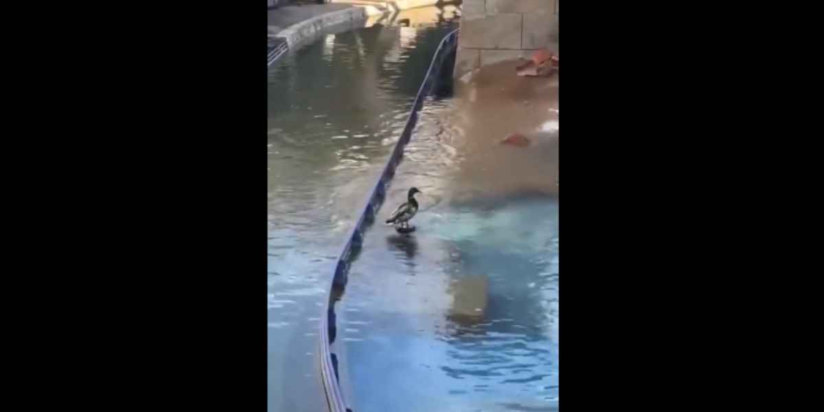 [Vidéo] Un canard se fait éjecter dans les airs par un jet d’eau