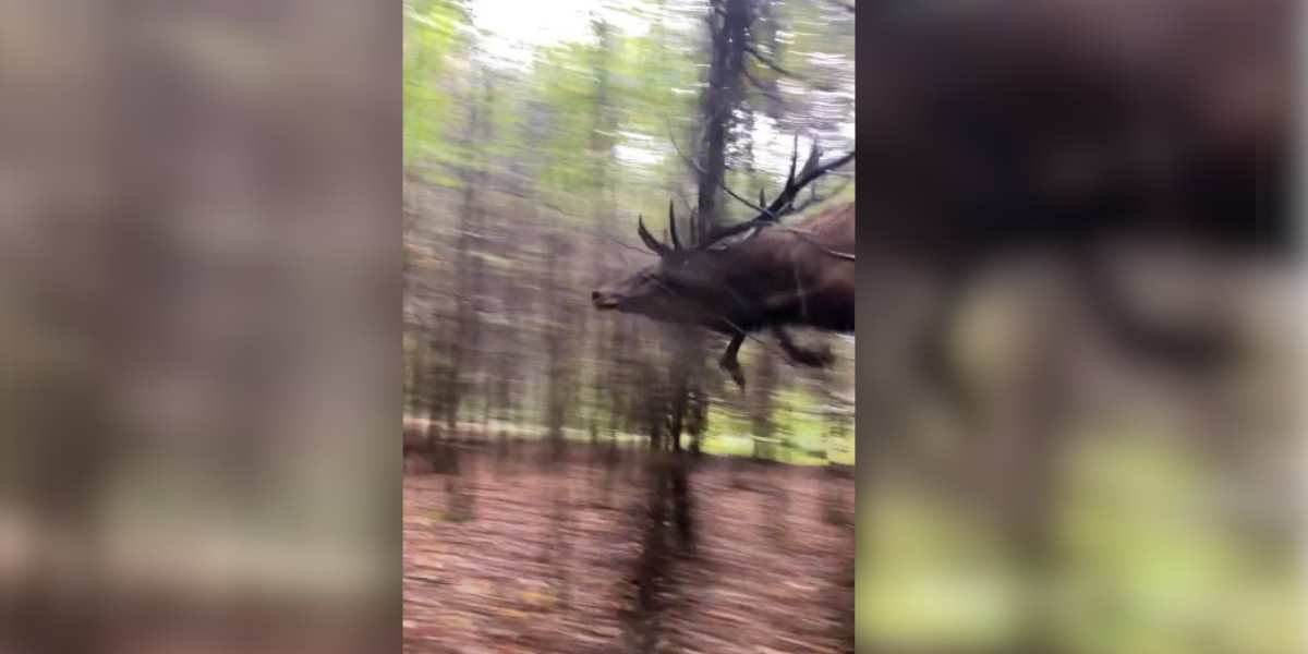 [Vidéo] Un cerf fait un saut impressionnant en pleine forêt