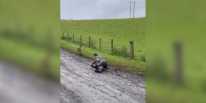 un chevreuil fonce sur un touriste en Ecosse