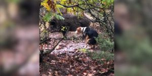 un chien de chasse pris d'une forte envie juste devant un sanglier