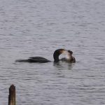 Un cormoran au comportement destructeur inquiète dans une réserve naturelle des Flandres