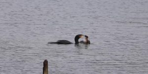 un cormoran avale un grèbe