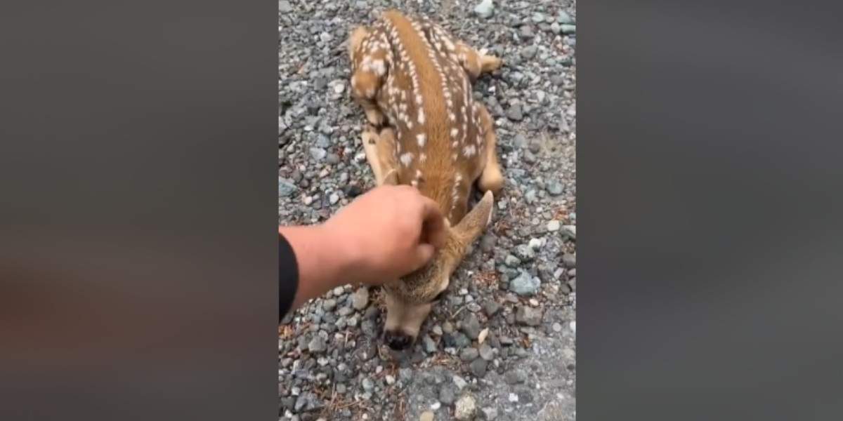 [Vidéo] Un faon approche un promeneur qui va pouvoir le caresser