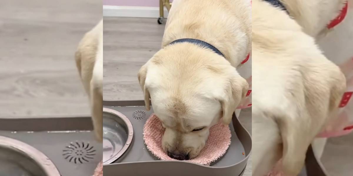 [Vidéo] Un labrador bien éduqué essuie ses babines après avoir bu dans sa gamelle