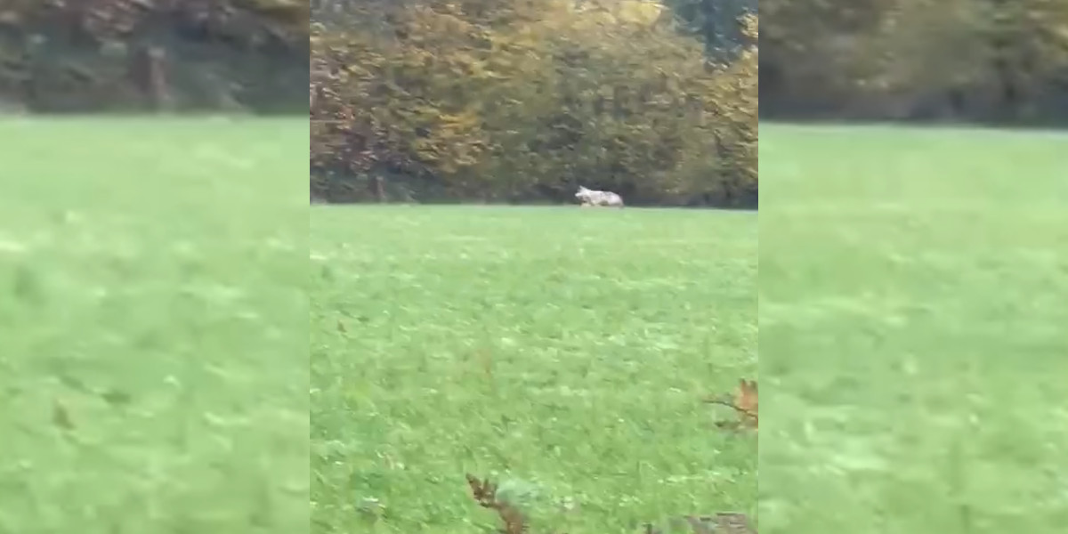 [Vidéo] Un loup a-t-il été filmé près de Guingamp par des chasseurs?