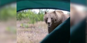 un ours juste devant la tente