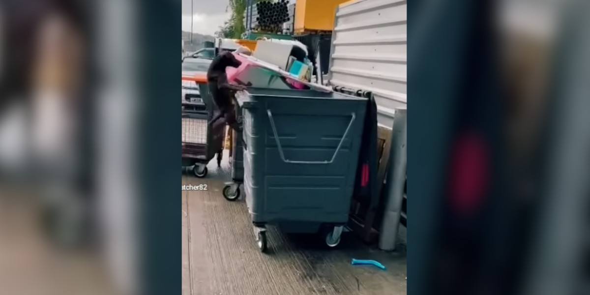 [Vidéo] Un patterdale très déterminé grimpe sur le haut d’une poubelle pour attraper un rat