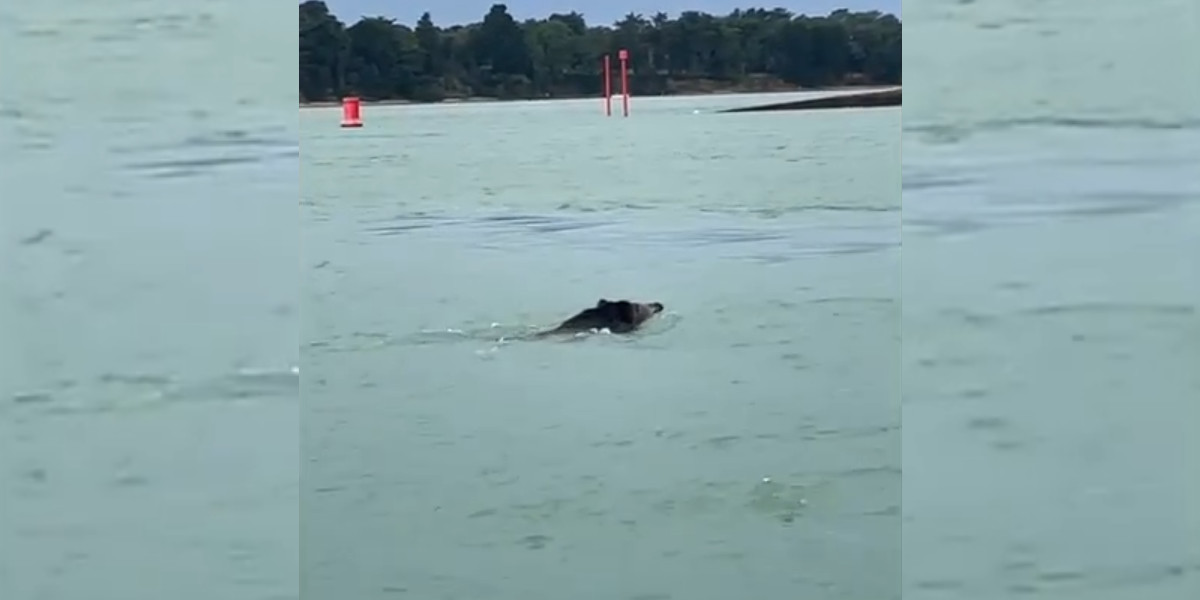 [Vidéo] Un sanglier à la nage filmé près de Gavrinis dans le golfe du Morbihan