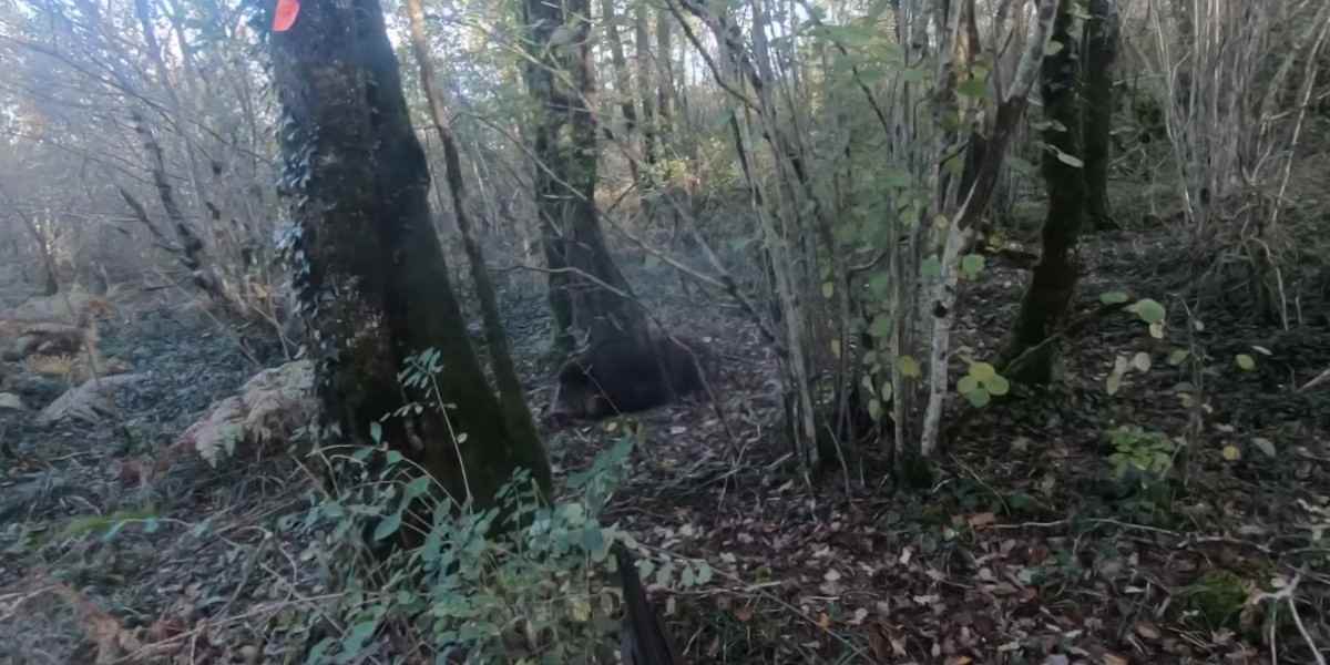 un sanglier de cent kilos fonce droit sur un posté