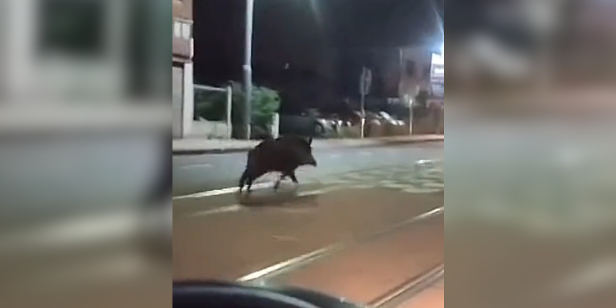 [Vidéo] Un gros sanglier aperçu en pleine course dans le centre de Charleroi en Belgique