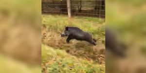 un sanglier fonce dans une voiture en plein jour