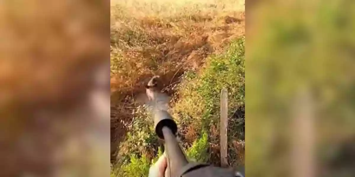 [Vidéo] En pleine chasse, un sanglier apparaît à quelques mètres de lui