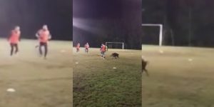 un sanglier s'invite à un entrainement de football