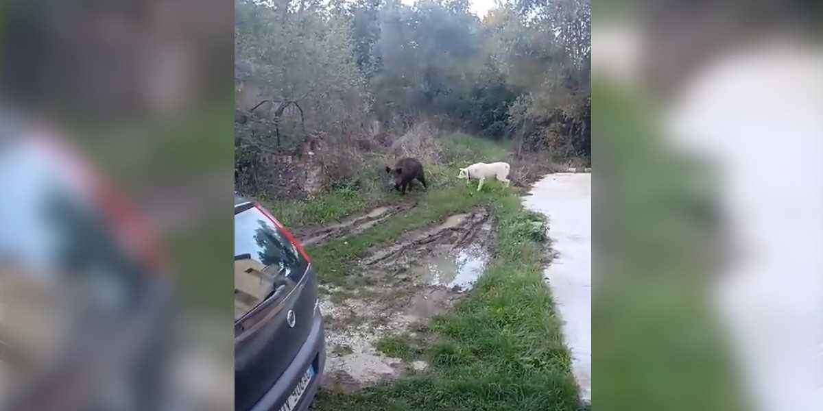 [Vidéo] Un sanglier snobe complètement un chien en passant juste devant sa maison