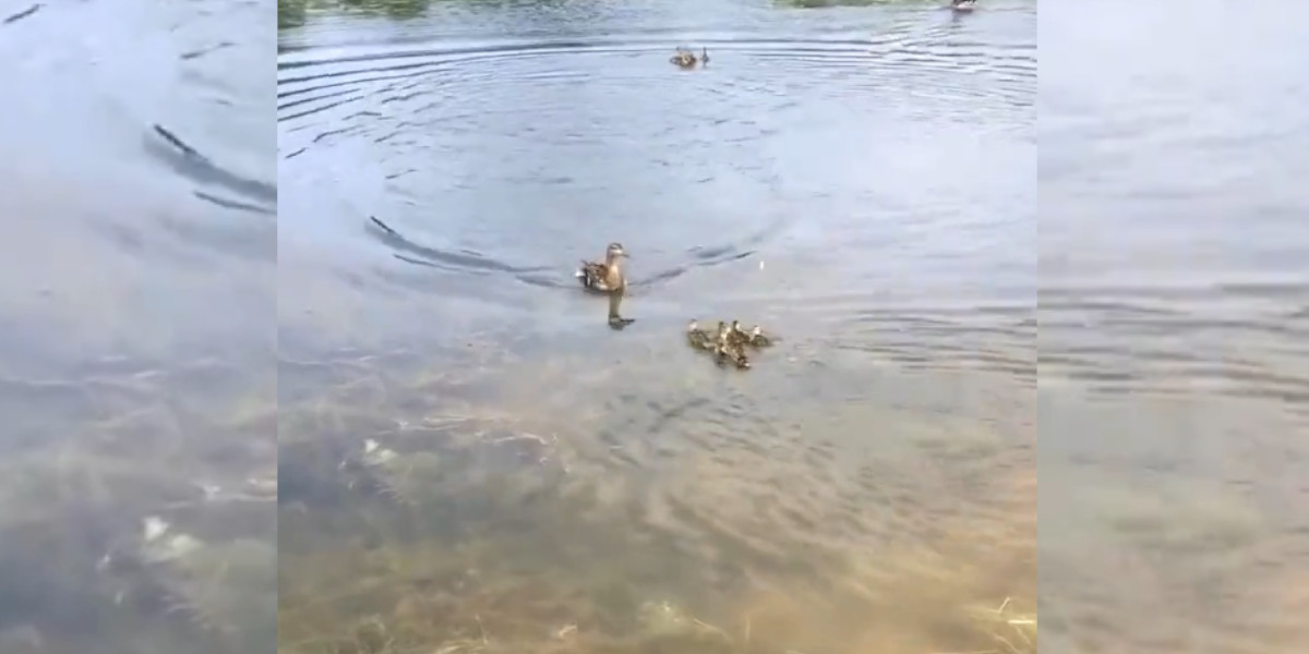 [Vidéo] Dix canetons orphelins adoptés immédiatement par une cane ayant déjà des petits