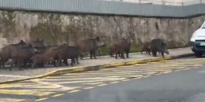 une compagnie de sangliers dans Cordes-sur-Ciel