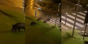 une compagnie de sangliers sur les plages de bidart