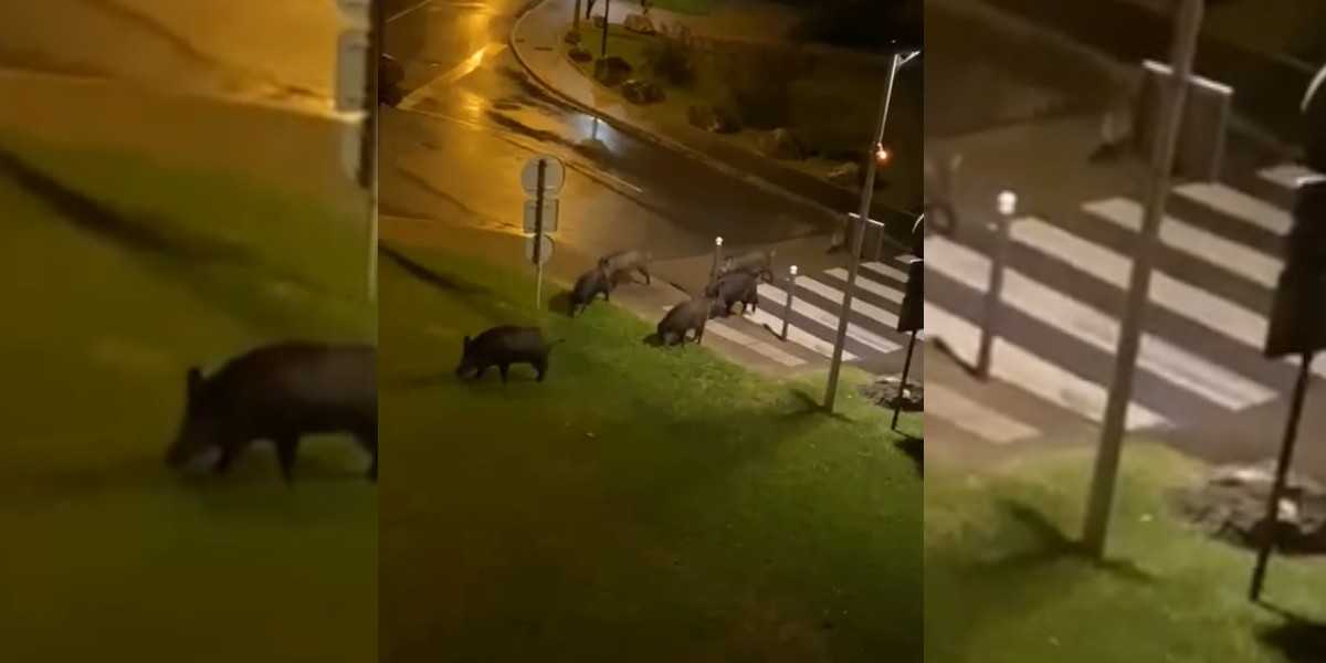 [Vidéo] Une compagnie de sangliers aperçue le long des plages de Bidart