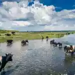 Un troupeau de vaches sauvé grâce à des kayaks et du foin