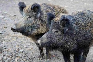 deux sangliers poursuivent un joggeur