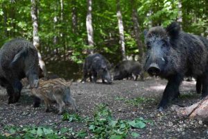 Les chasseurs offrent 6 sangliers à la banque alimentaire