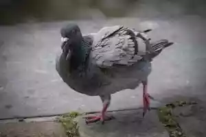 chasseur de pigeons en Dordogne