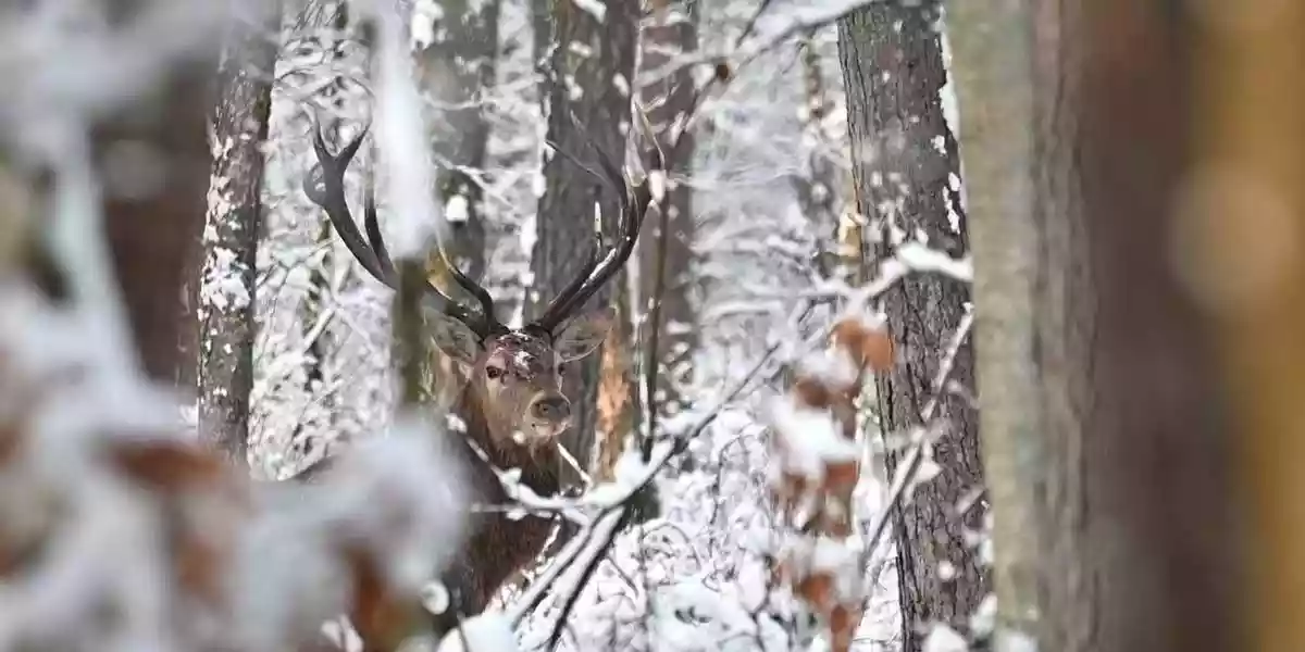 [Vidéo] Rencontre avec un grand cerf dans la neige
