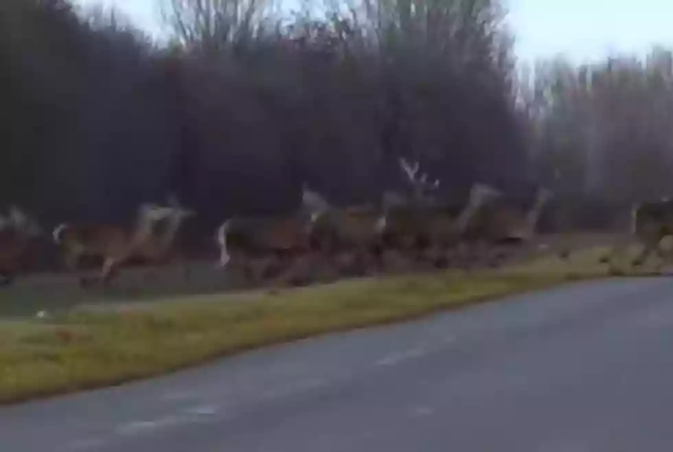 [Vidéo] Une énorme harde de cervidés traverse la route