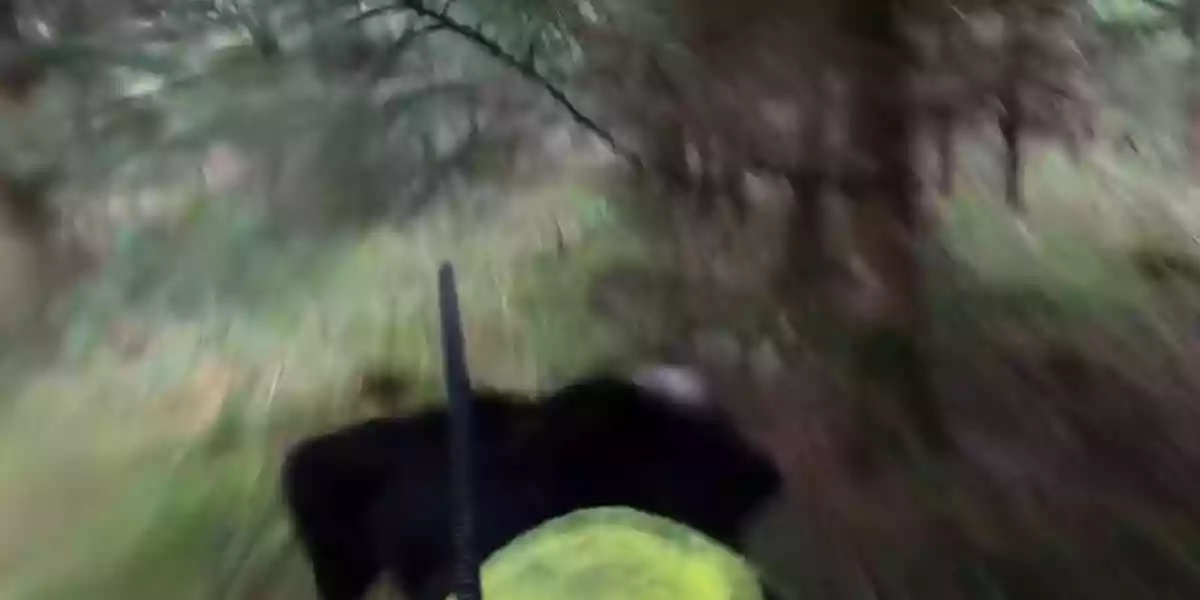 [Vidéo] Comment se passe une chasse aux sangliers du côté du chien?