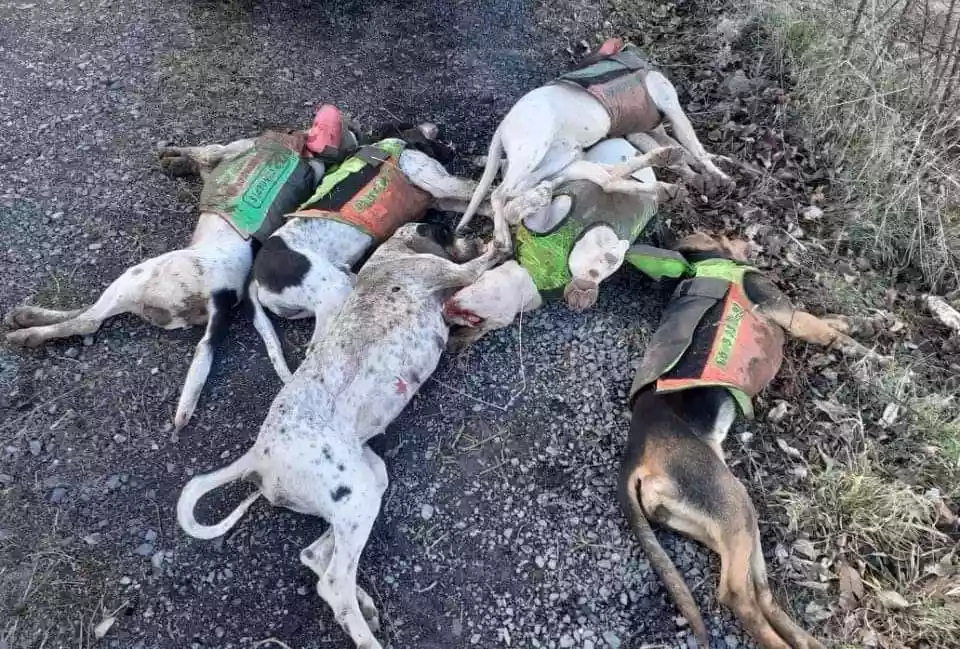 Nouveau rebondissement dans l’affaire des 7 chiens tués en Ardèche