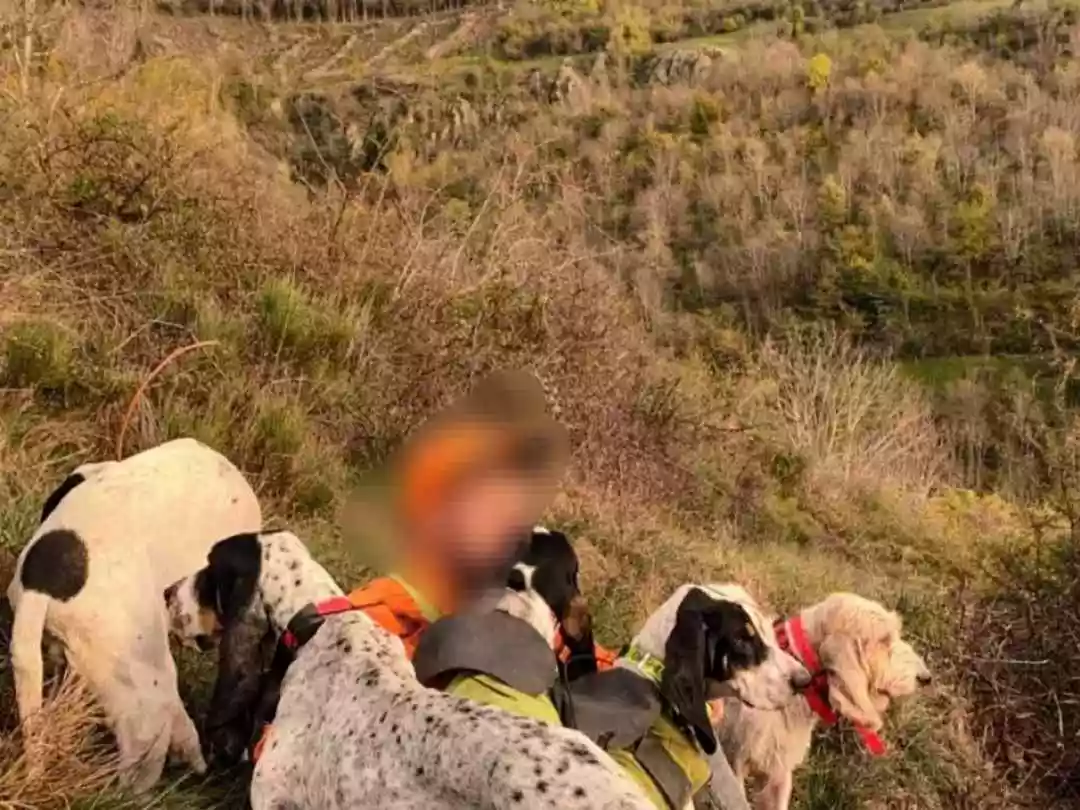 Ardèche : 7 chiens de chasse abattus après avoir pénétré dans une propriété  privée