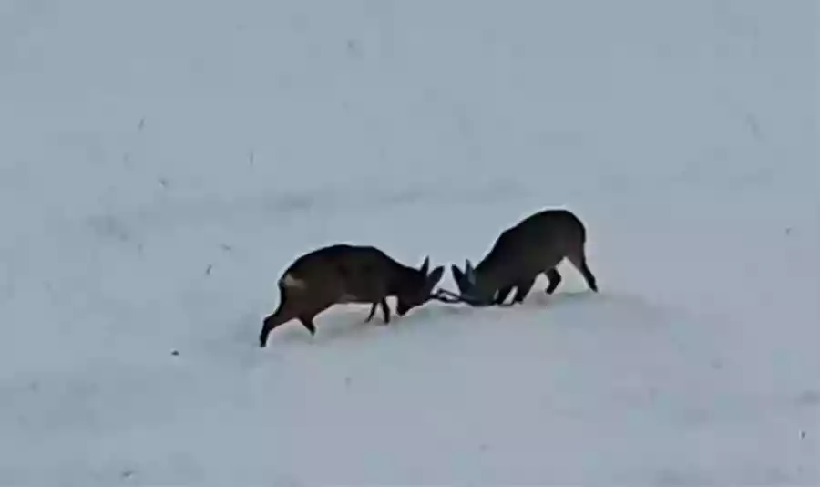 [Vidéo] Un combat de chevreuils dans la neige