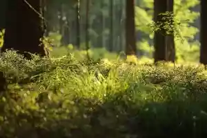 Forêt primaire dans les Ardennes