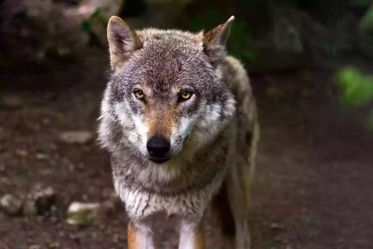 Prédation : vers un durcissement majeur des règles de tir sur les loups mais pas que