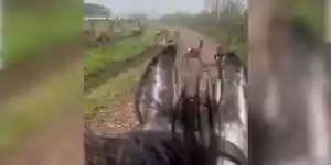 un cavalier rattrape une harde de cervidés