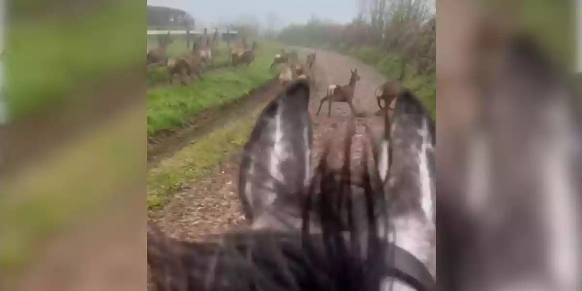 [Vidéo] Un cavalier à l’entrainement rattrape une harde de cervidés