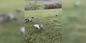 un faisan échappe à des chiens de chasse