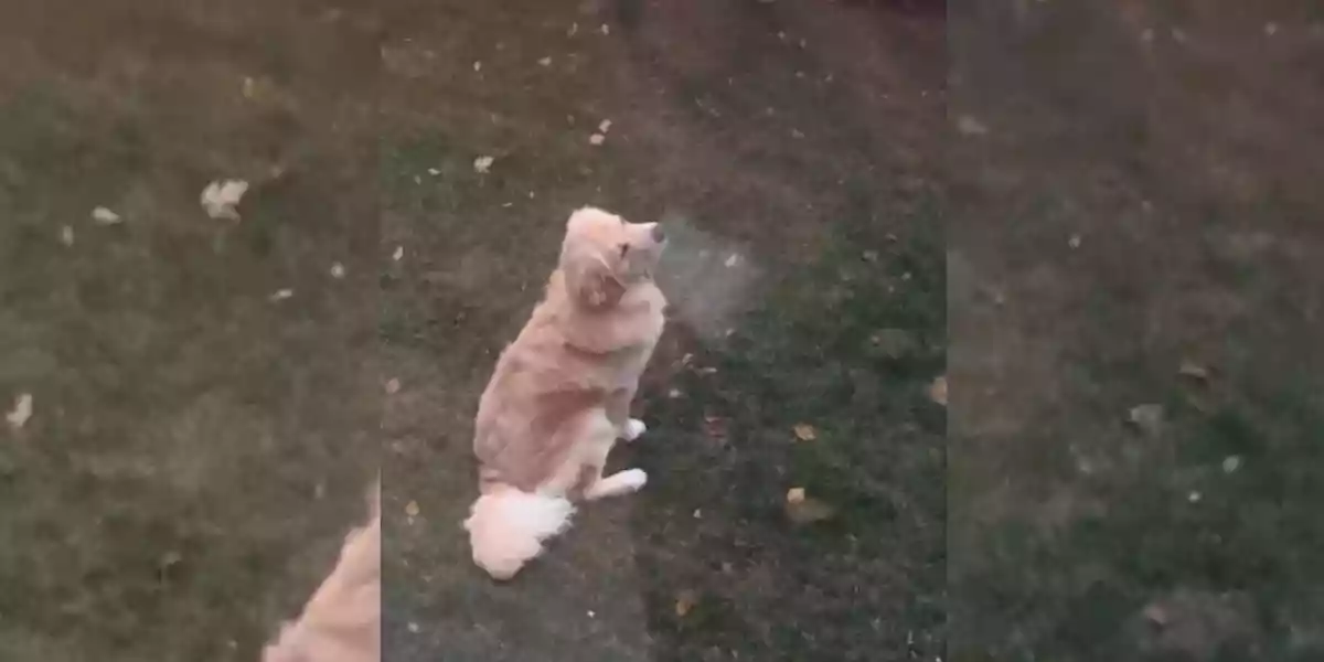 [Vidéo] La réaction adorable d’un Golden Retriever qui découvre la neige pour la première fois