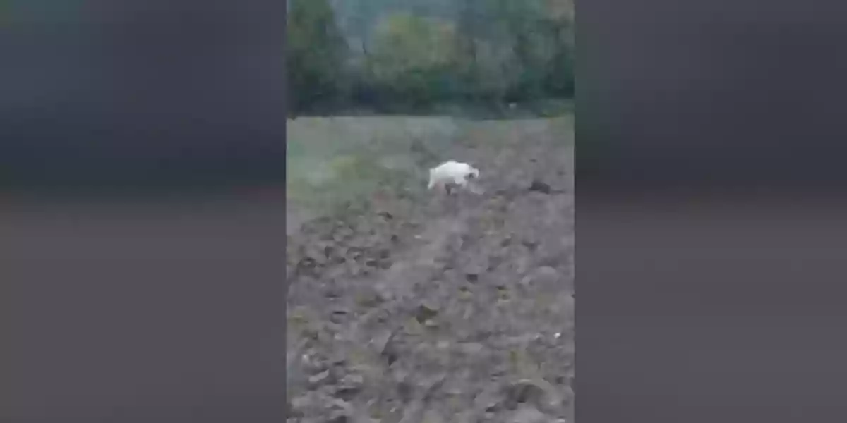 [Vidéo] Un sanglier blanc filmé près d’une ferme